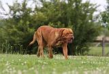 DOGUE DE BORDEAUX 260